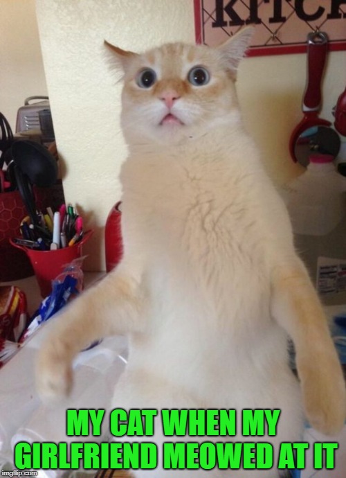i wonder what she said. | MY CAT WHEN MY GIRLFRIEND MEOWED AT IT | image tagged in funny look,cat | made w/ Imgflip meme maker