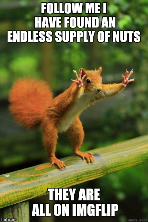 Listen Up People | FOLLOW ME I HAVE FOUND AN ENDLESS SUPPLY OF NUTS; THEY ARE ALL ON IMGFLIP | image tagged in wait a minute squirrel,memes,funny,crazy | made w/ Imgflip meme maker