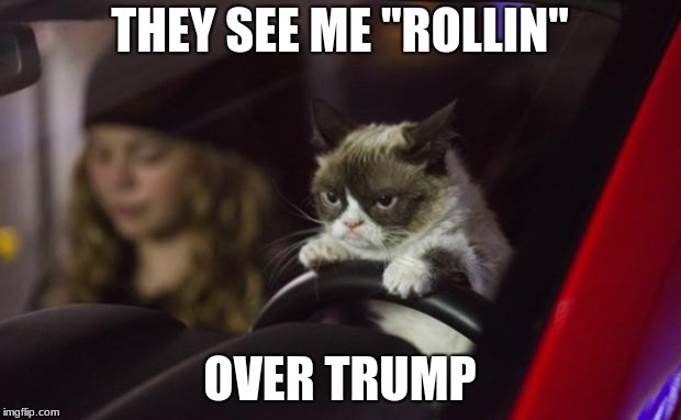 Grumpy Cat Driving | THEY SEE ME "ROLLIN"; OVER TRUMP | image tagged in grumpy cat driving | made w/ Imgflip meme maker