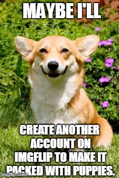 It was a joke, so don't ask. | CREATE ANOTHER ACCOUNT ON IMGFLIP TO MAKE IT PACKED WITH PUPPIES. | image tagged in mischievous corgi maybe i'll,dogs,puppies,alt accounts,imgflip | made w/ Imgflip meme maker