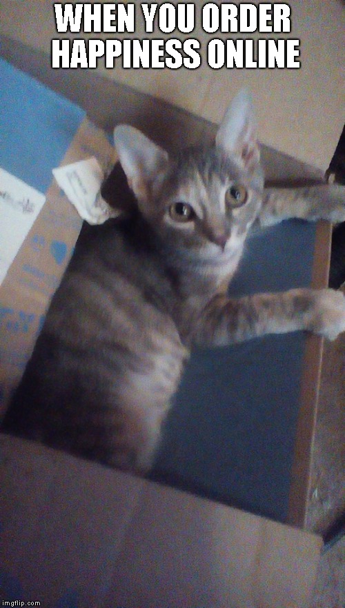 Hera is my bundle of joy! | WHEN YOU ORDER HAPPINESS ONLINE | image tagged in cats,kitten,cute,online | made w/ Imgflip meme maker