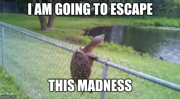 turtle fence escape | I AM GOING TO ESCAPE THIS MADNESS | image tagged in turtle fence escape | made w/ Imgflip meme maker