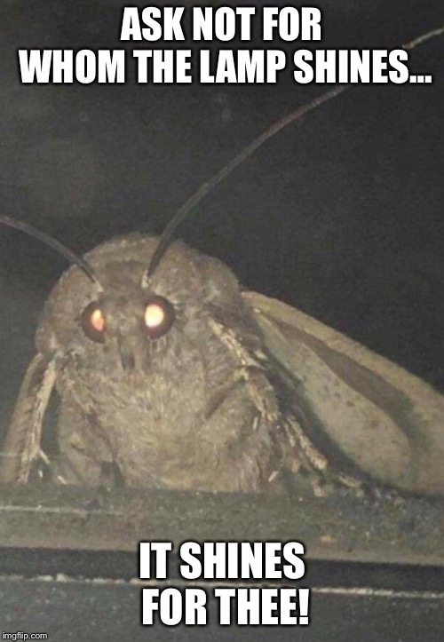 Moth | ASK NOT FOR WHOM THE LAMP SHINES…; IT SHINES FOR THEE! | image tagged in moth | made w/ Imgflip meme maker