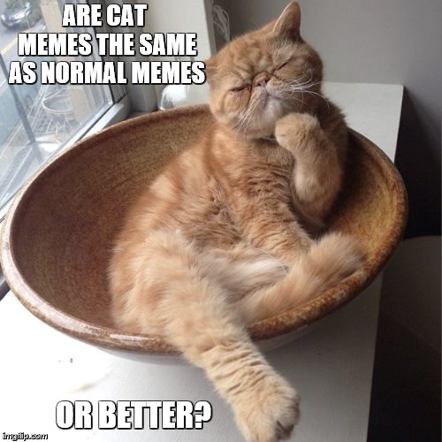 ARE CAT MEMES THE SAME AS NORMAL MEMES OR BETTER? | made w/ Imgflip meme maker