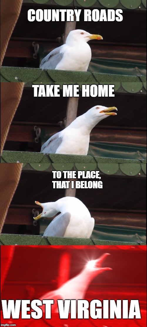 Inhaling Seagull | COUNTRY ROADS; TAKE ME HOME; TO THE PLACE, THAT I BELONG; WEST VIRGINIA | image tagged in memes,inhaling seagull | made w/ Imgflip meme maker