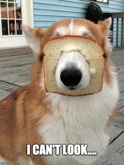 breakfast doggo | I CAN'T LOOK.... | image tagged in breakfast doggo | made w/ Imgflip meme maker