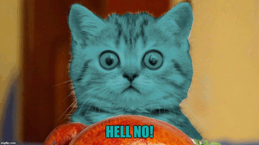 RayCat surprised | HELL NO! | image tagged in raycat surprised | made w/ Imgflip meme maker