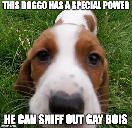 THIS DOGGO HAS A SPECIAL POWER; HE CAN SNIFF OUT GAY BOIS | image tagged in dogs,boi,ur mom gay,doggo,doggos | made w/ Imgflip meme maker