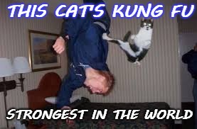kitty Chan | THIS CAT'S KUNG FU; STRONGEST IN THE WORLD | image tagged in kung fu kitten | made w/ Imgflip meme maker