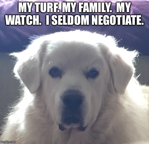 Chase  | MY TURF. MY FAMILY. 
MY WATCH. 
I SELDOM NEGOTIATE. | image tagged in animals | made w/ Imgflip meme maker