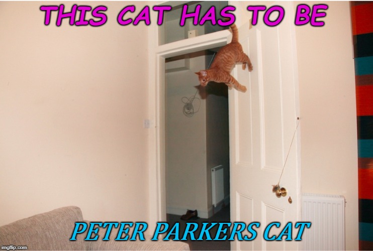 spidercat | THIS CAT HAS TO BE; PETER PARKERS CAT | image tagged in cats | made w/ Imgflip meme maker