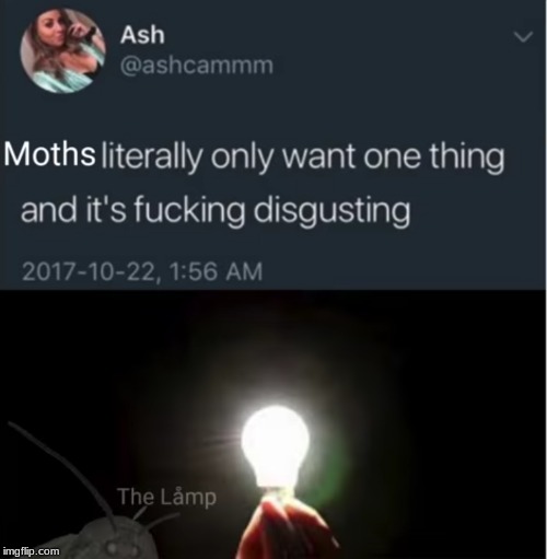 image tagged in moths,ash meme,ashcammm,lamp | made w/ Imgflip meme maker
