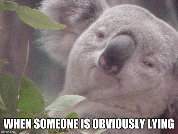 Dank Koala | WHEN SOMEONE IS OBVIOUSLY LYING | image tagged in dank koala | made w/ Imgflip meme maker