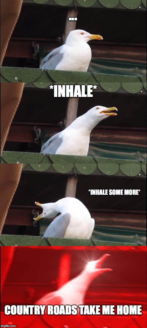 Inhaling Seagull Meme | ... *INHALE*; *INHALE SOME MORE*; COUNTRY ROADS TAKE ME HOME | image tagged in memes,inhaling seagull | made w/ Imgflip meme maker