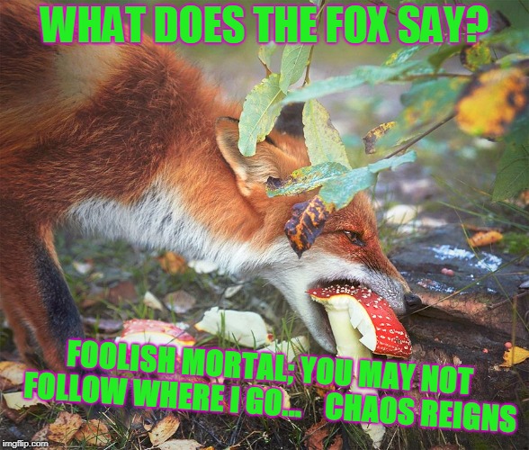 What Does the Fox Say? | WHAT DOES THE FOX SAY? FOOLISH MORTAL; YOU MAY NOT FOLLOW WHERE I GO... 


CHAOS REIGNS | image tagged in fox,chaos,magic | made w/ Imgflip meme maker