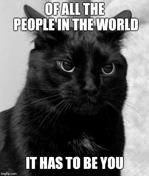 Black cat pissed | OF ALL THE PEOPLE IN THE WORLD IT HAS TO BE YOU | image tagged in black cat pissed | made w/ Imgflip meme maker