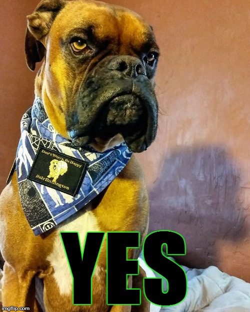 Grumpy Dog | YES | image tagged in grumpy dog | made w/ Imgflip meme maker