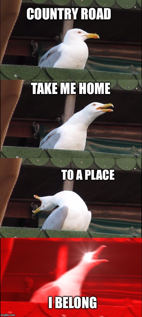 Inhaling Seagull Meme | COUNTRY ROAD; TAKE ME HOME; TO A PLACE; I BELONG | image tagged in memes,inhaling seagull | made w/ Imgflip meme maker