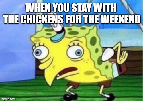 Mocking Spongebob Meme | WHEN YOU STAY WITH THE CHICKENS FOR THE WEEKEND | image tagged in memes,mocking spongebob | made w/ Imgflip meme maker