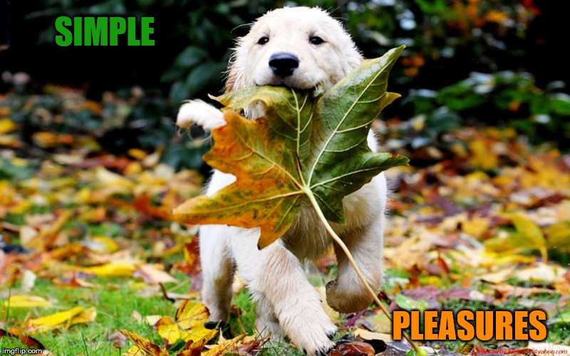 leaf puppy nature | SIMPLE; PLEASURES | image tagged in leaf puppy nature | made w/ Imgflip meme maker