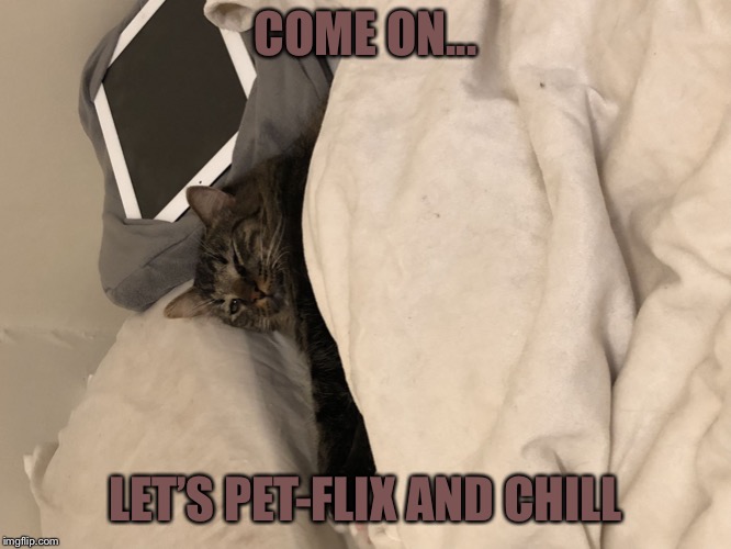 COME ON... LET’S PET-FLIX AND CHILL | image tagged in sir tippington | made w/ Imgflip meme maker