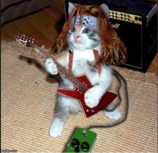 Rockstar Cat | image tagged in rockstar cat | made w/ Imgflip meme maker