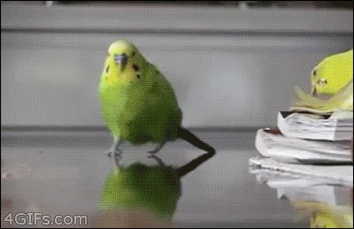 High Quality Explosion parakeet Blank Meme Template