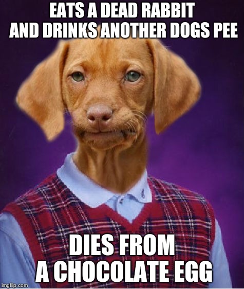 Bad Luck Raydog | EATS A DEAD RABBIT AND DRINKS ANOTHER DOGS PEE; DIES FROM A CHOCOLATE EGG | image tagged in bad luck raydog | made w/ Imgflip meme maker