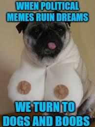 Or was it drugs and booze? | WHEN POLITICAL MEMES RUIN DREAMS; WE TURN TO DOGS AND BOOBS | image tagged in booby bulldog | made w/ Imgflip meme maker