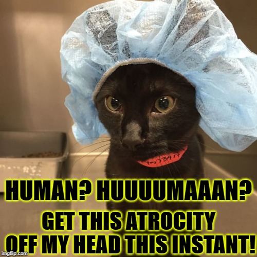 HUMAN? HUUUUMAAAN? GET THIS ATROCITY OFF MY HEAD THIS INSTANT! | image tagged in human | made w/ Imgflip meme maker