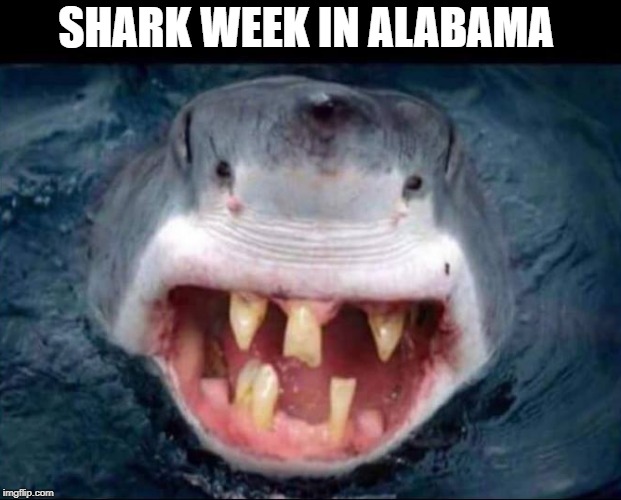 shark week | SHARK WEEK IN ALABAMA | image tagged in shark,alabama | made w/ Imgflip meme maker