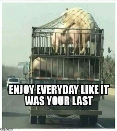 makon bacon | ENJOY EVERYDAY LIKE IT WAS YOUR LAST | image tagged in hogs,porkin | made w/ Imgflip meme maker