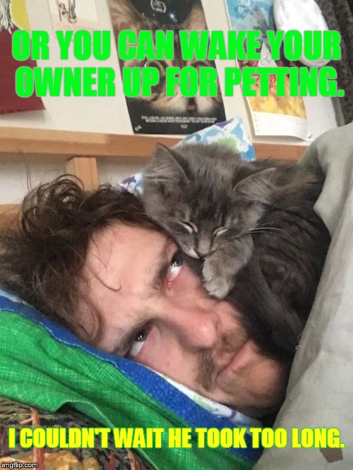 Late Night Choices | OR YOU CAN WAKE YOUR OWNER UP FOR PETTING. I COULDN'T WAIT HE TOOK TOO LONG. | image tagged in memes,cat,need,petting,still waiting,sleeping cat | made w/ Imgflip meme maker