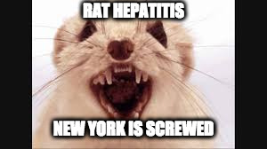 Rat Hepatitis | RAT HEPATITIS; NEW YORK IS SCREWED | image tagged in new york city | made w/ Imgflip meme maker