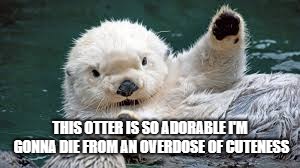 Adorable Otter | THIS OTTER IS SO ADORABLE I'M GONNA DIE FROM AN OVERDOSE OF CUTENESS | image tagged in animals,otter | made w/ Imgflip meme maker