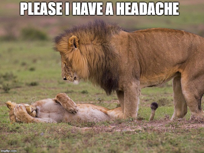 i don't wanna  | PLEASE I HAVE A HEADACHE | image tagged in lions,headache | made w/ Imgflip meme maker