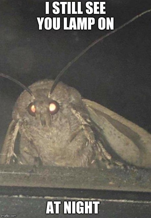 Moth | I STILL SEE YOU LAMP ON; AT NIGHT | image tagged in moth | made w/ Imgflip meme maker