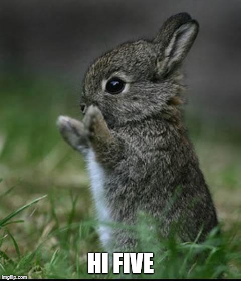 Cute Bunny | HI FIVE | image tagged in cute bunny | made w/ Imgflip meme maker