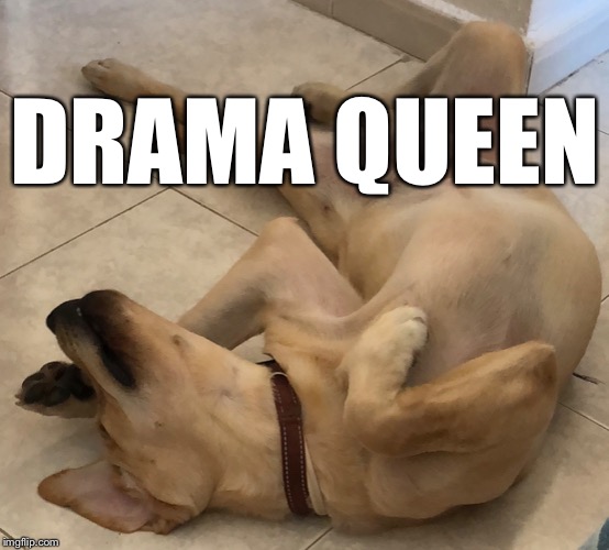 Drama queen dog | DRAMA QUEEN | image tagged in drama queen,dogs | made w/ Imgflip meme maker