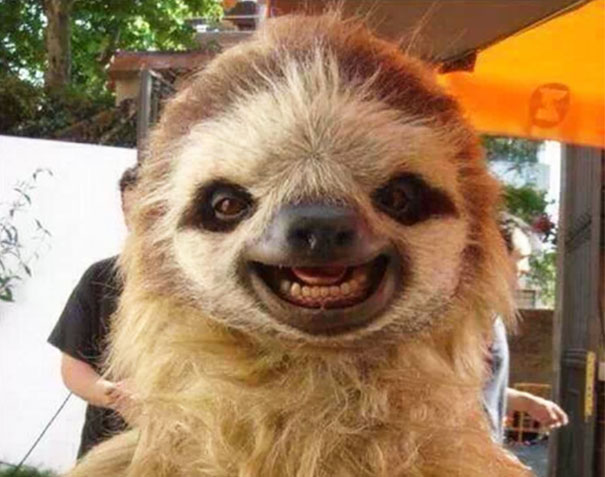 Picture Day Sloth Blank Meme Template