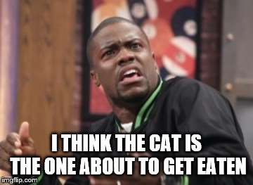 What the hell is happening | I THINK THE CAT IS THE ONE ABOUT TO GET EATEN | image tagged in what the hell is happening | made w/ Imgflip meme maker