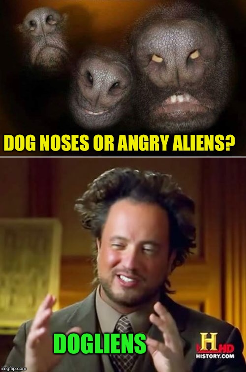Dogliens | DOG NOSES OR ANGRY ALIENS? DOGLIENS | image tagged in memes,ancient aliens,dog,nose | made w/ Imgflip meme maker