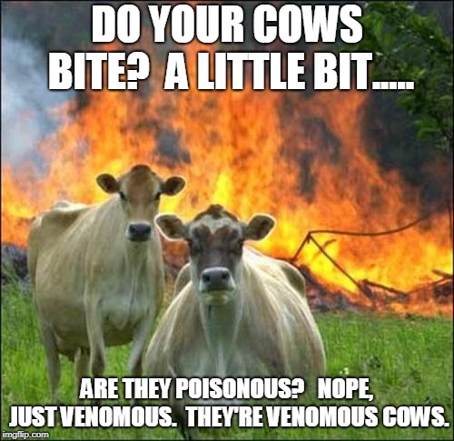Evil Cows Meme | DO YOUR COWS BITE?  A LITTLE BIT..... ARE THEY POISONOUS?   NOPE, JUST VENOMOUS.  THEY'RE VENOMOUS COWS. | image tagged in memes,evil cows | made w/ Imgflip meme maker