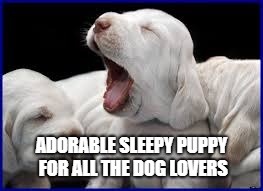 I'm Going To Start Regularly Posting Cute Puppy Photos To Brighten Your Day | ADORABLE SLEEPY PUPPY FOR ALL THE DOG LOVERS | image tagged in puppy,cute puppies,cute animals,crying because of cute,aww | made w/ Imgflip meme maker