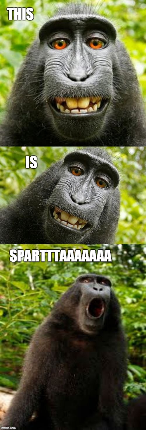 bad pun monkey | THIS; IS; SPARTTTAAAAAAA | image tagged in bad pun monkey | made w/ Imgflip meme maker