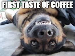 FIRST TASTE OF COFFEE | image tagged in animal memes,memes | made w/ Imgflip meme maker