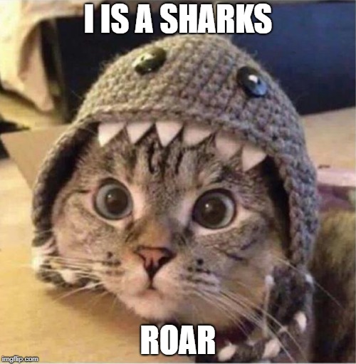 I IS A SHARKS; ROAR | image tagged in funny cats,memes | made w/ Imgflip meme maker