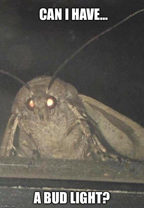 Moth | CAN I HAVE... A BUD LIGHT? | image tagged in moth | made w/ Imgflip meme maker