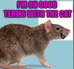 I'M ON GOOD TERMS WITH THE CAT | made w/ Imgflip meme maker