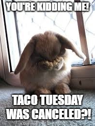 YOU'RE KIDDING ME! TACO TUESDAY WAS CANCELED?! | image tagged in animal meme | made w/ Imgflip meme maker